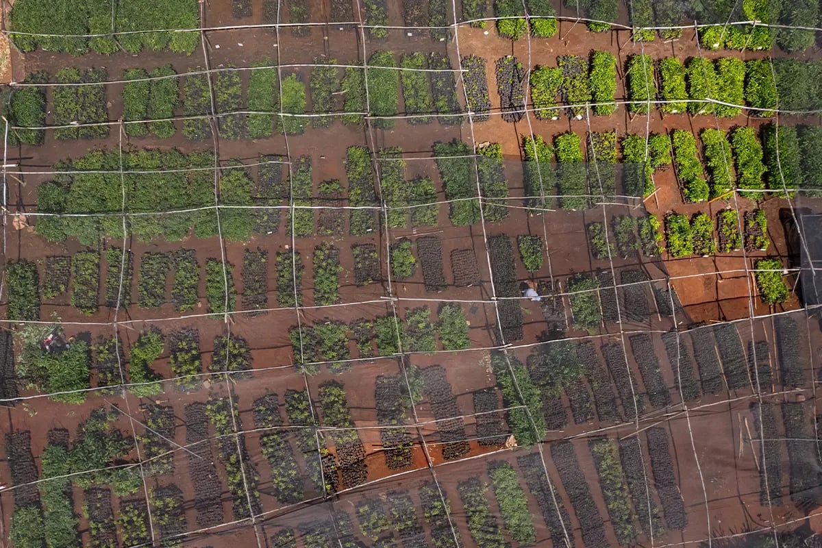 Ripstar’s green ride, taking action for adventure and the planet_Drone photo of tree seedling nursery in Kenya_visual 2
