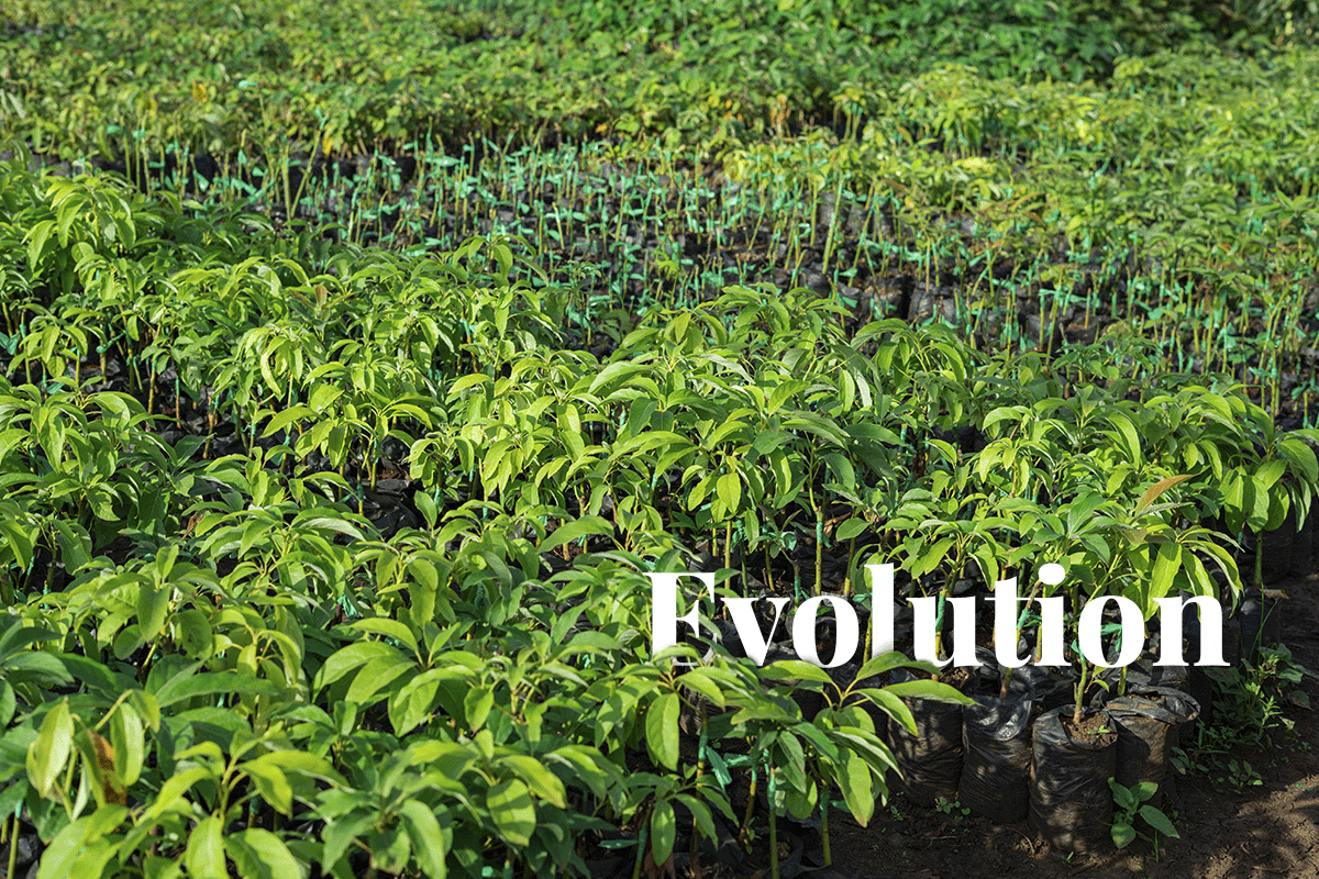 Rising demand for nature-based solutions spurs evolution in investment landscape_Young seedlings in a tree nursery in Kenya_visual 1