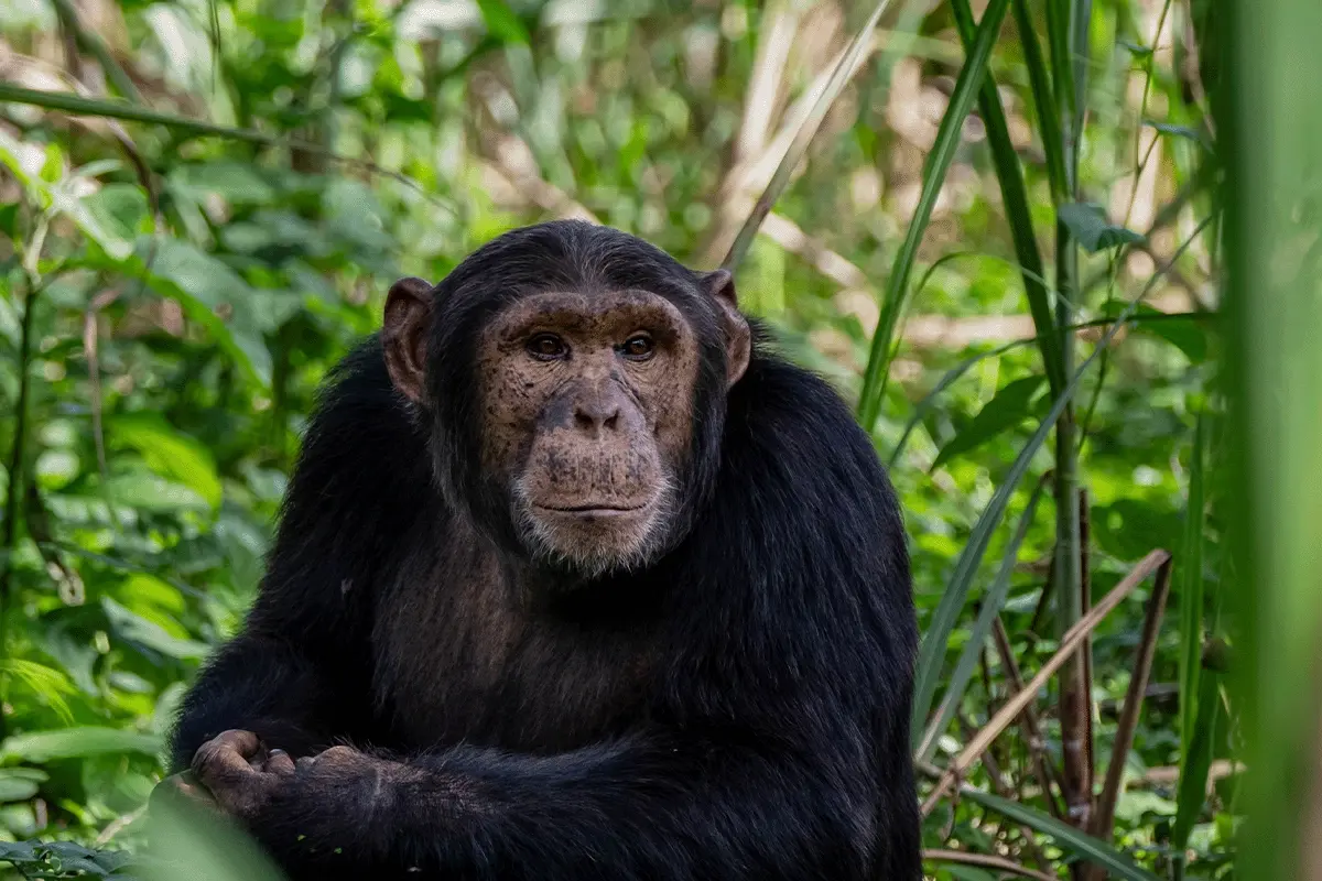 Wild chimpanzee in a western Uganda forest