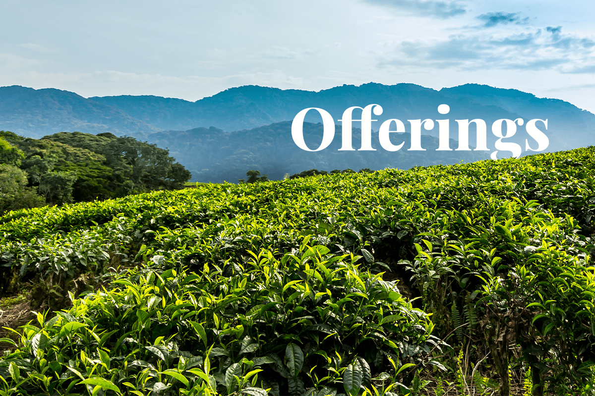 Rwanda to Announce Carbon Credit Offerings in April_visual 1