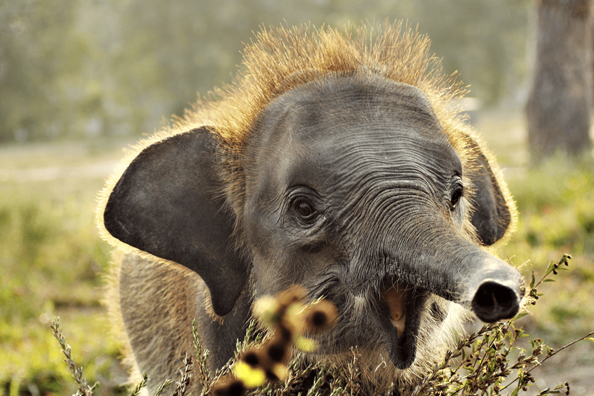 Saving Endangered Species (1)