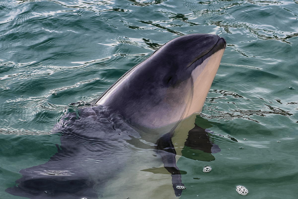 Green Earth | The importance of conservation: saving endangered species