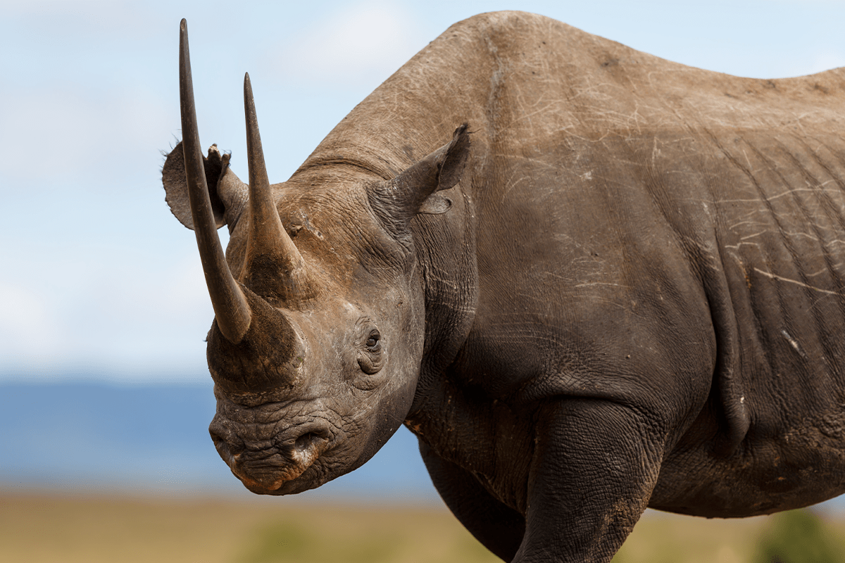 Saving Endangered Species (4)