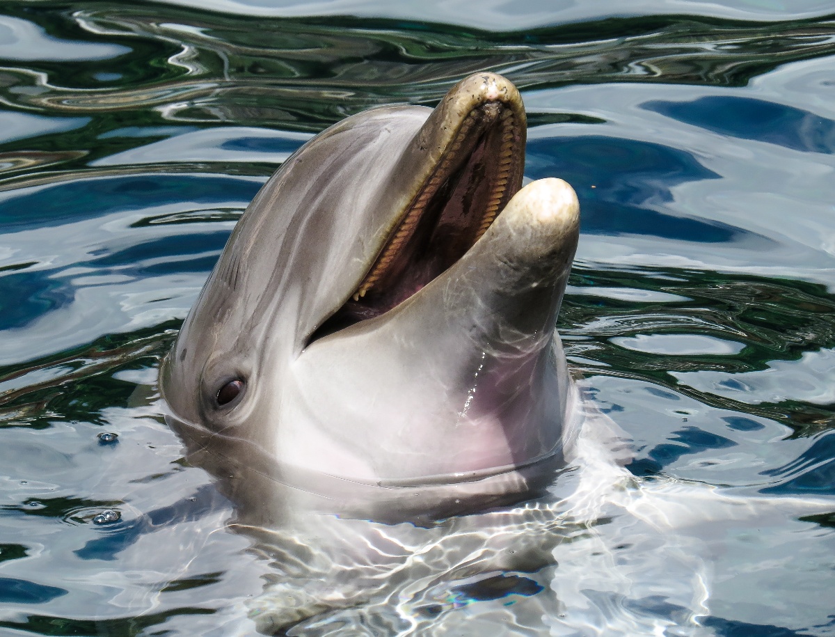 Seaspiracy shows why we should treat fish not as fish but as wildlife