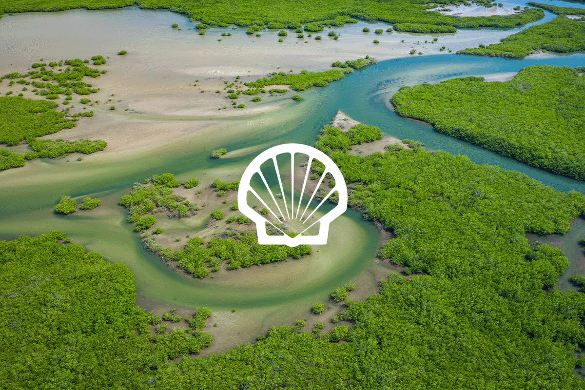 Shell_ achieving net zero_mangrove forest in Senegal_visual 1