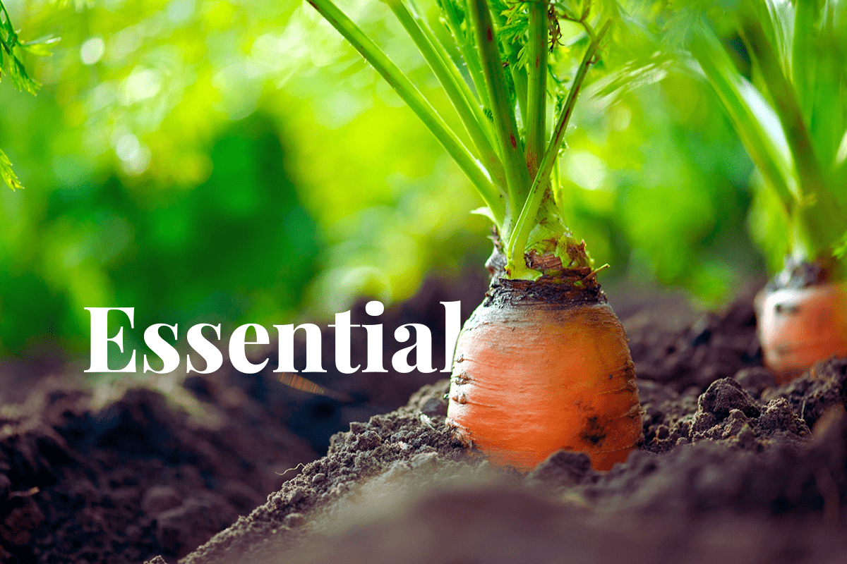 Soil health  Why it is crucial for food production and how we can protect it_visual 1