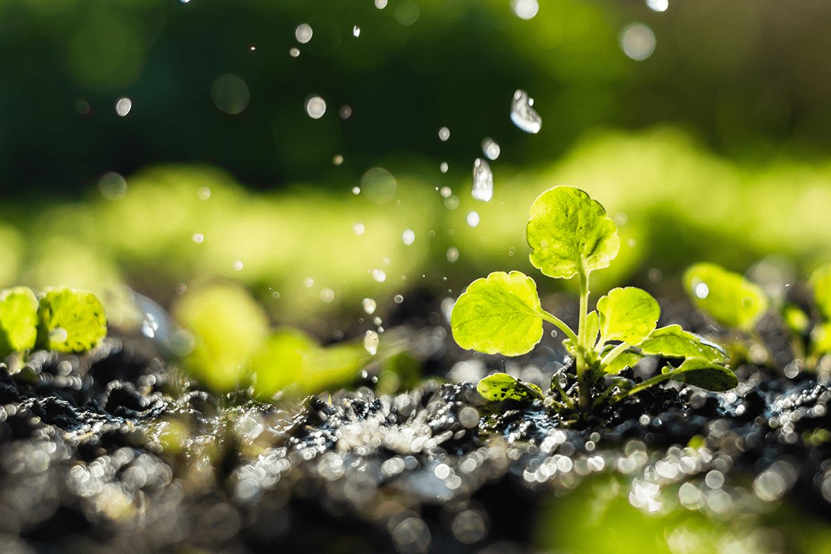 Soil health  Why it is crucial for food production and how we can protect it_visual 2