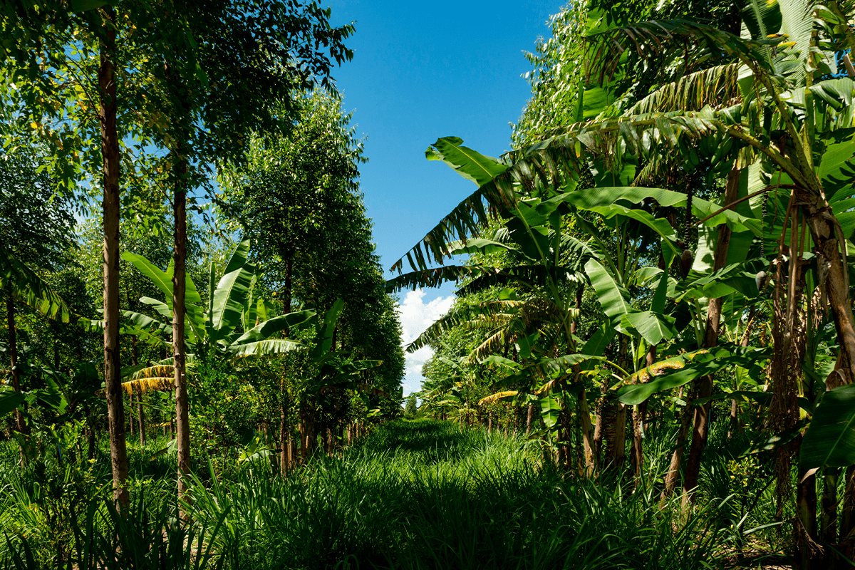 Soil health  Why it is crucial for food production and how we can protect it_visual 3
