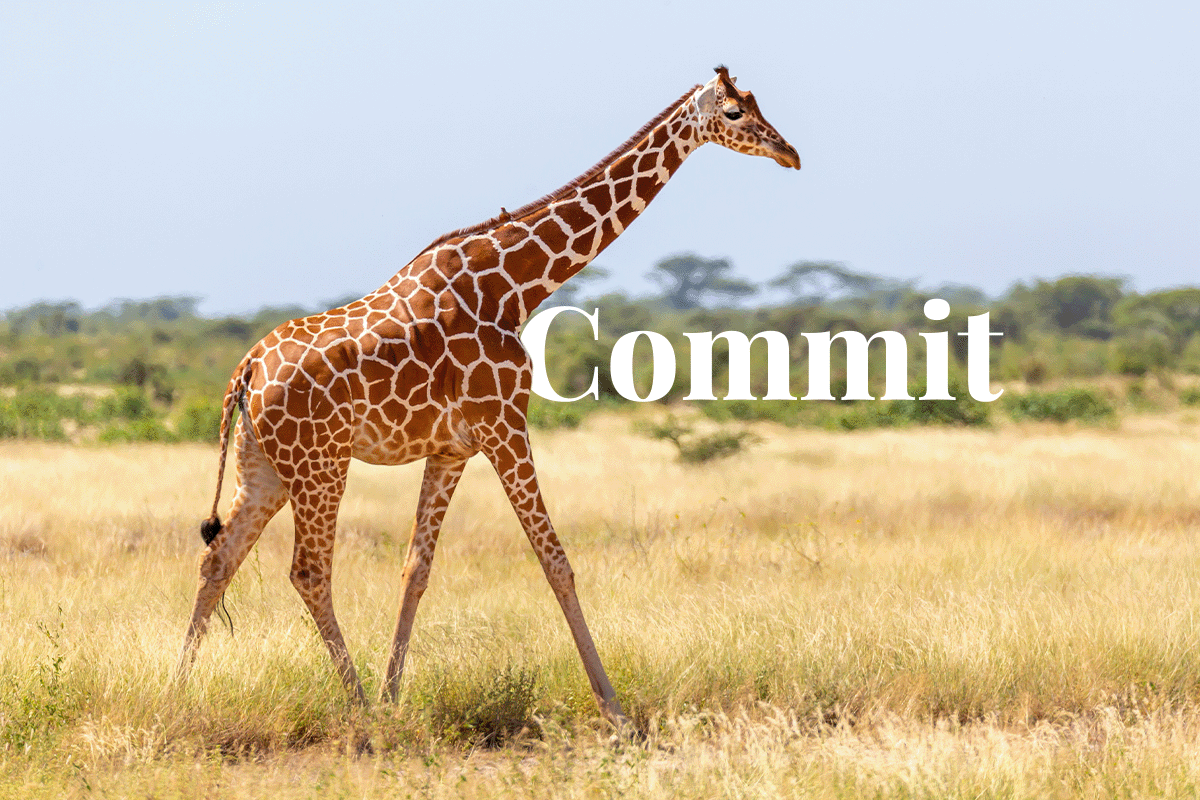 Somalia is addressing desertification and environmental challenges_Somalia giraffe goes over a meadow_visual 1