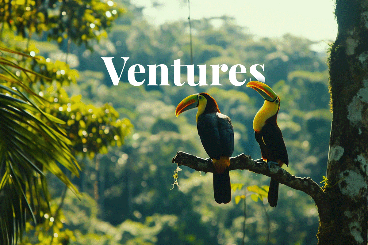 Spinnaker Capital sails into green ventures with strategic Respira investment_Two toucans sitting on a tree branch in the Amazon forest in Brazil_visual 1
