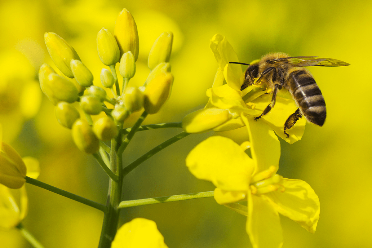 Green Earth | Why sustainability matters in the modern world