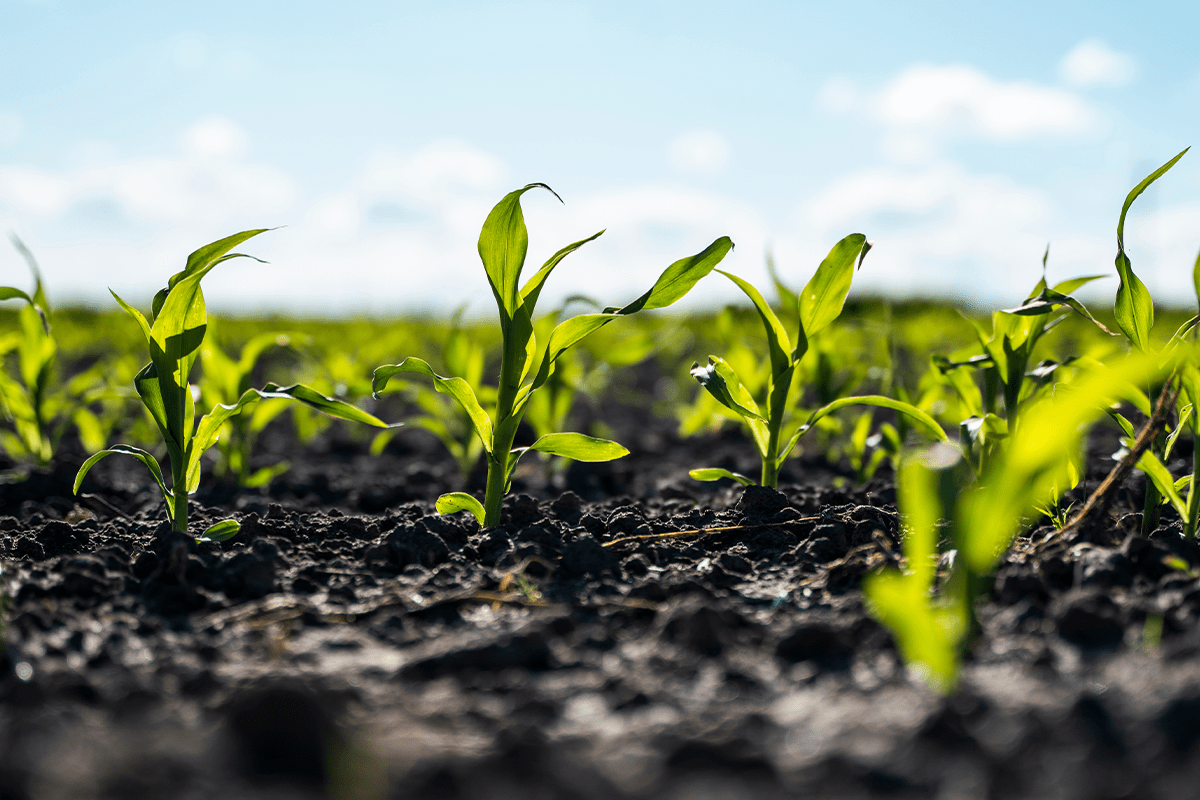 Sustainability_corn field_visual 3