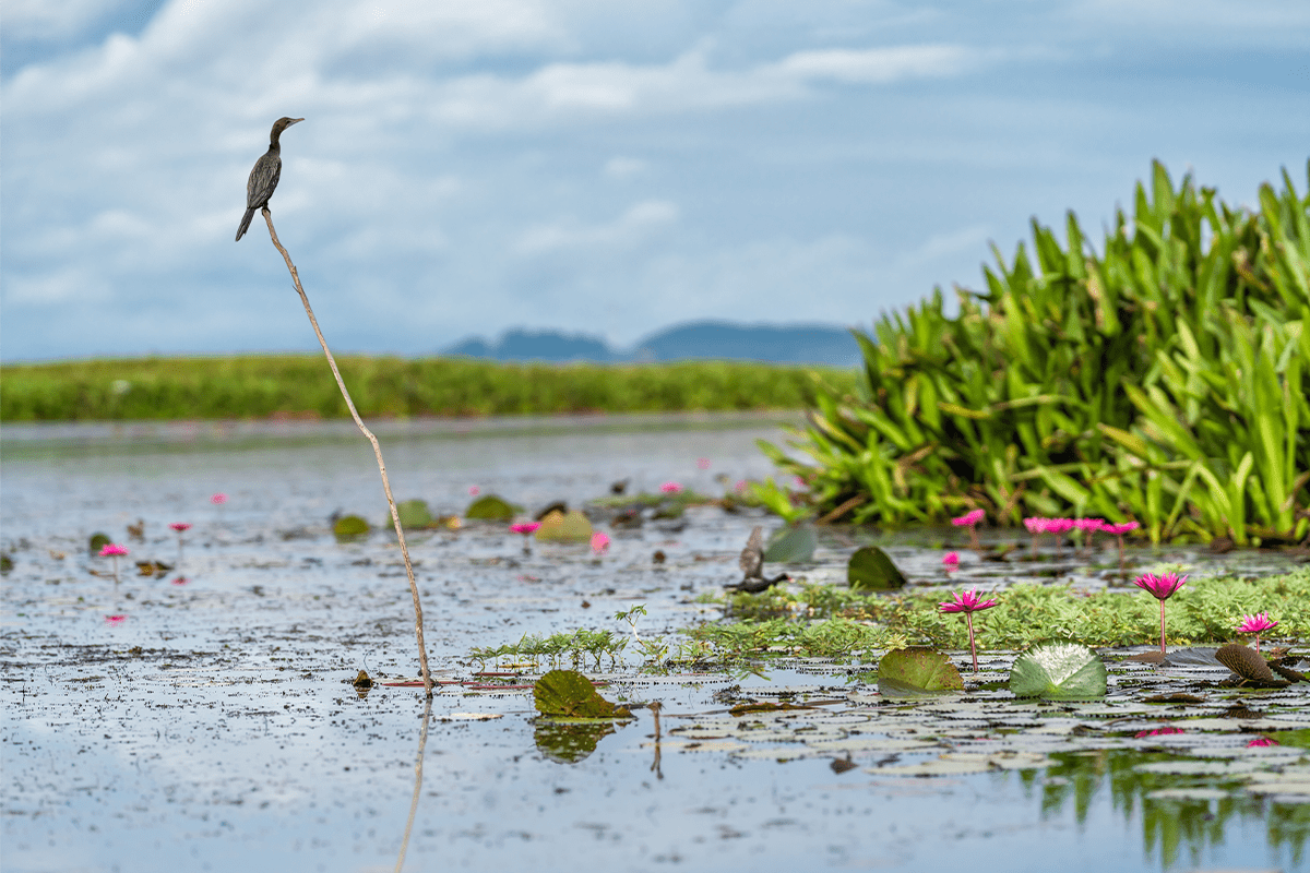 Sustainability_wetland_visual 9