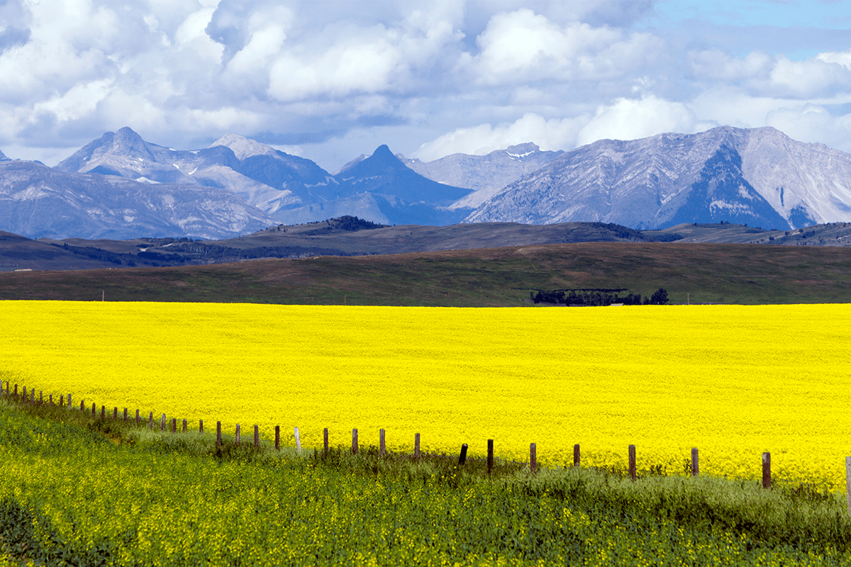 Sustainable forestry practices in Canada_agricultural landscape in Canada_visual 3