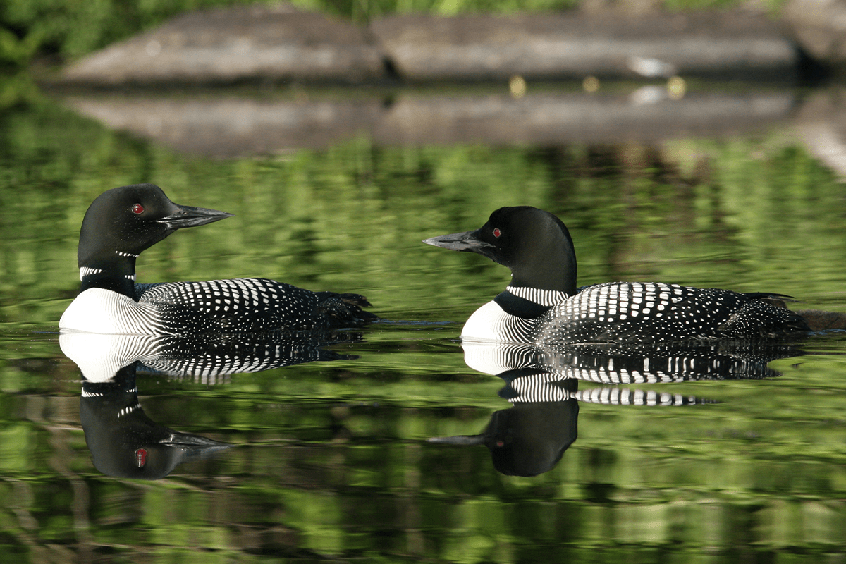 Sustainable forestry practices in Canada_pair of Common Loons in a Canadian lake_visual 6