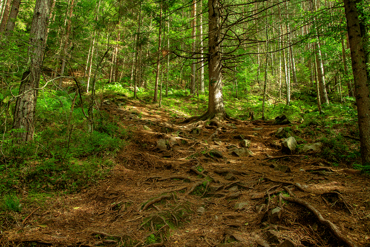 Sustainable forestry practices in Canada_view of the Great Bear Rainforest in Canada_visual 7