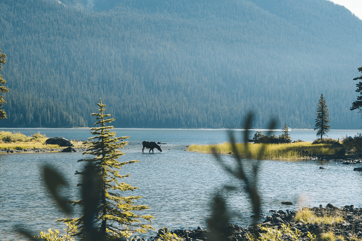Sustainable forestry practices in Canada_wild moose is drinking water from the Lake Maligne in Alberta_visual 4
