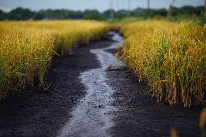 Switzerland, Ghana sign 1m mt CO2 rice deal under Paris 2