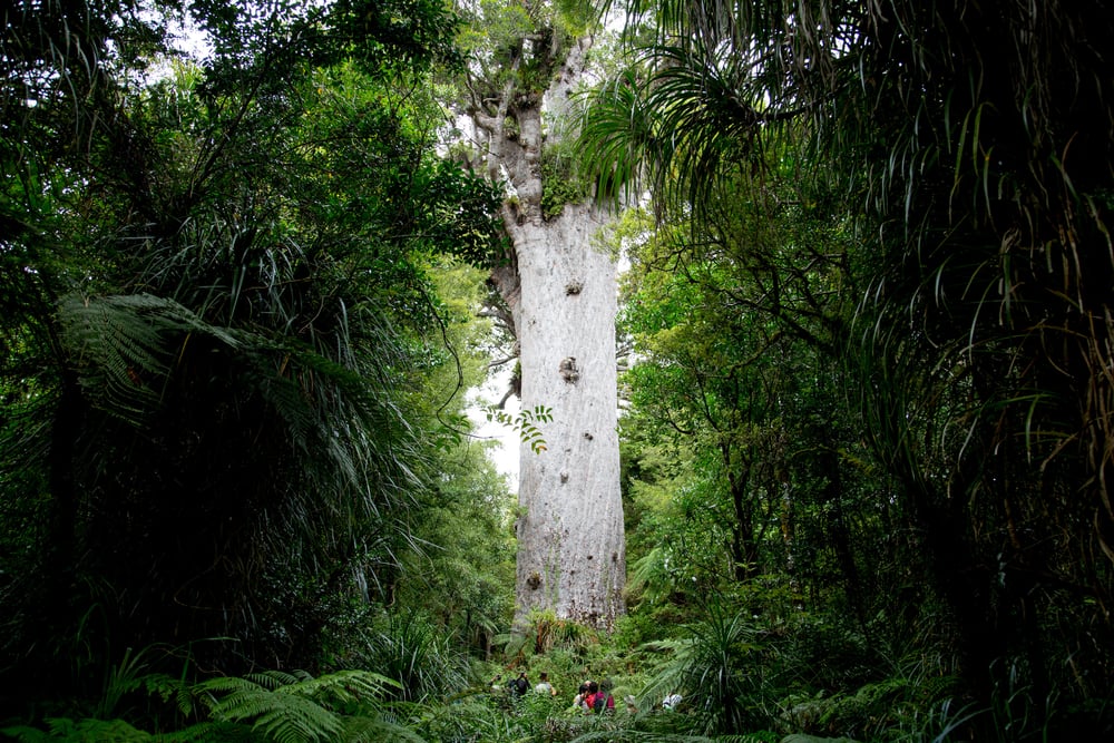 Tane Mahuta