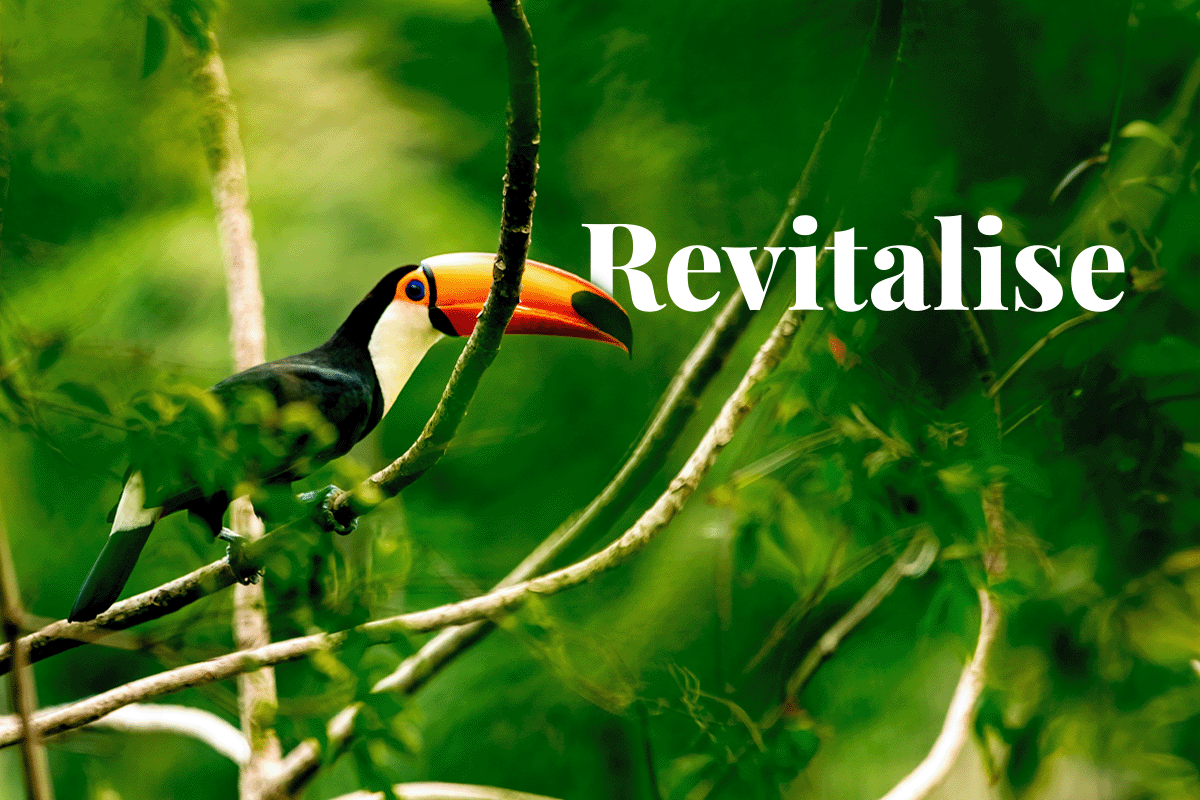Tech titan Microsofts deal to revitalise the Amazon_A toucan sitting on a tree branch in the Amazon Rainforest_visual 1