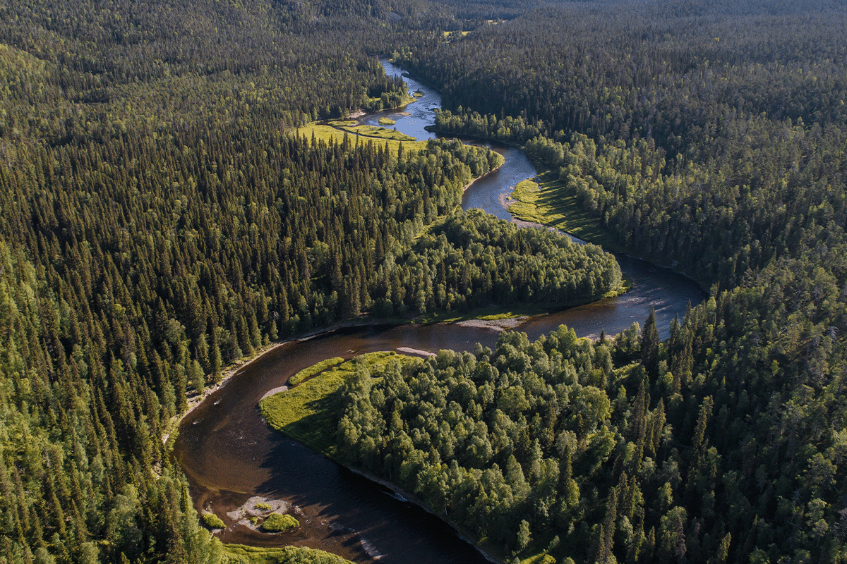 10 hutan terbesar di dunia_Pemandangan udara Boreal_Hutan Taiga di Finlandia_visual 11