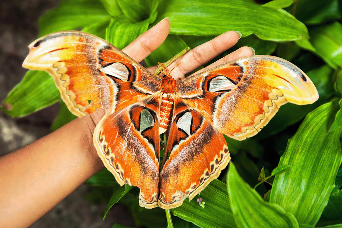 The 10 largest forests in the world_Butterfly The Queen Alexandra’s birdwing_visual 4