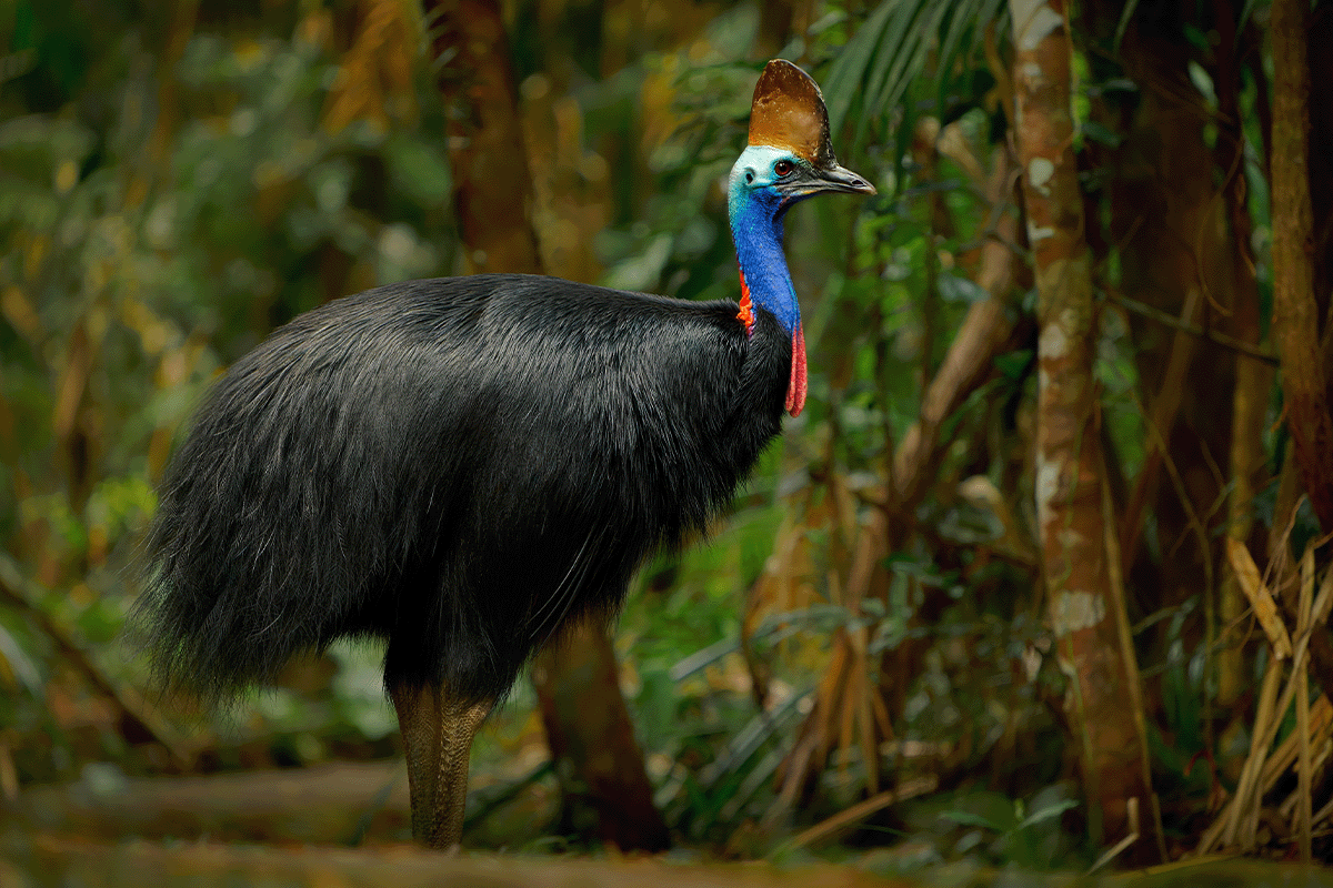 10 hutan terluas di dunia_Kasuari di Hutan Hujan Daintree_visual 10