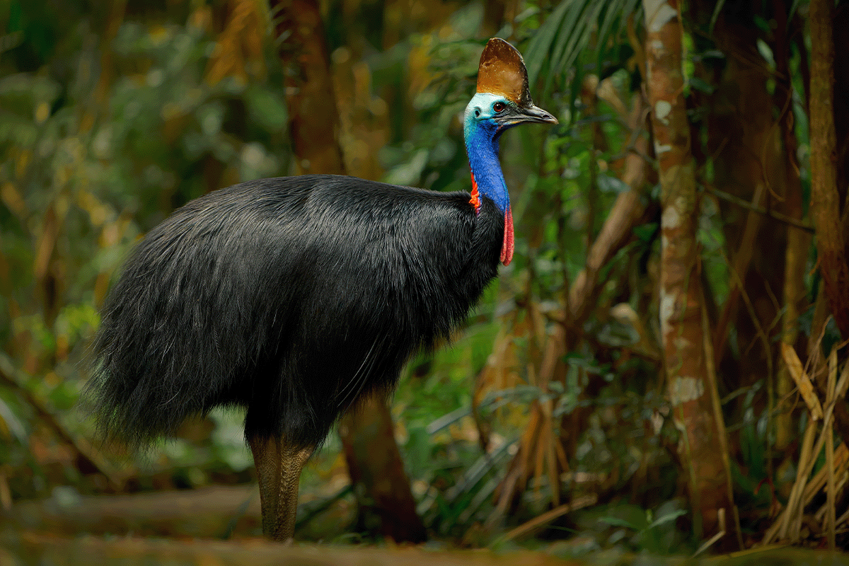 The 10 largest forests in the world_Cassowary in Daintree Rainforest_visual 10