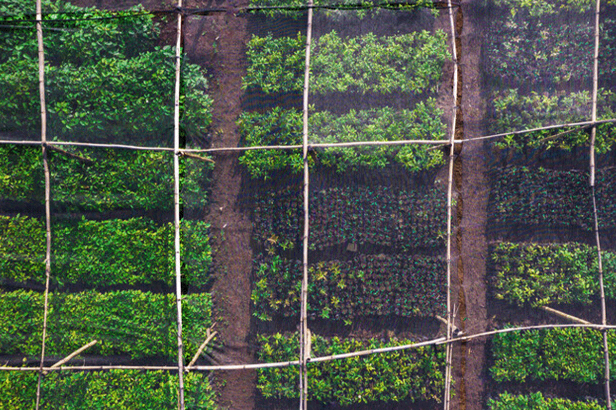 The 10 largest forests in the world_Drone view of young tree nursery as a part of DGB reforestation project_visual 12
