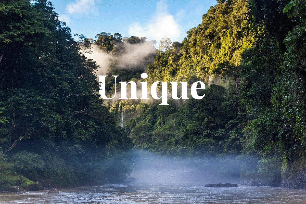 The 10 largest forests in the world_Foggy Amazon Rainforest_visual 1