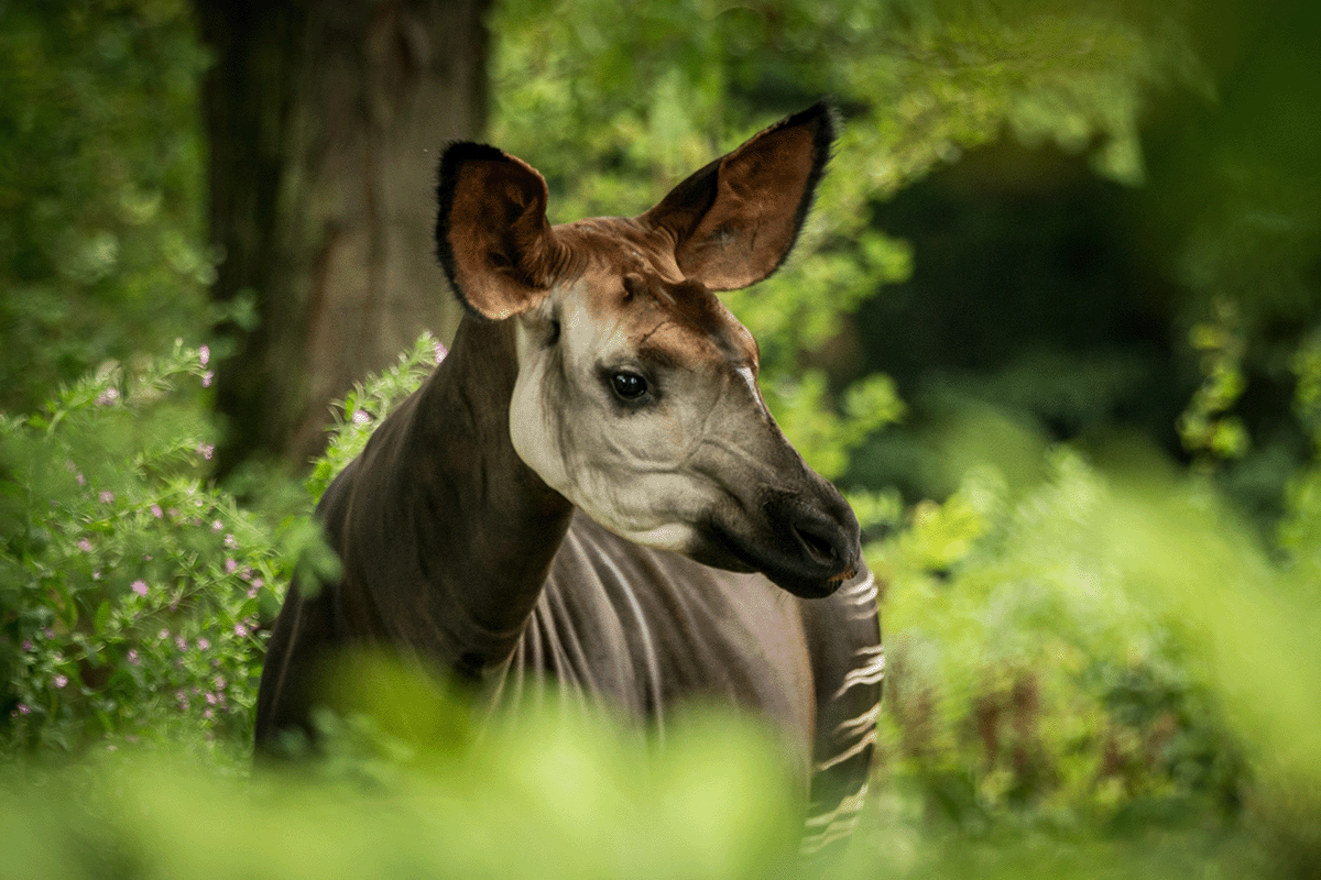 The 10 largest forests in the world_Portrait of Okapi in Congo Rainforest_visual 3