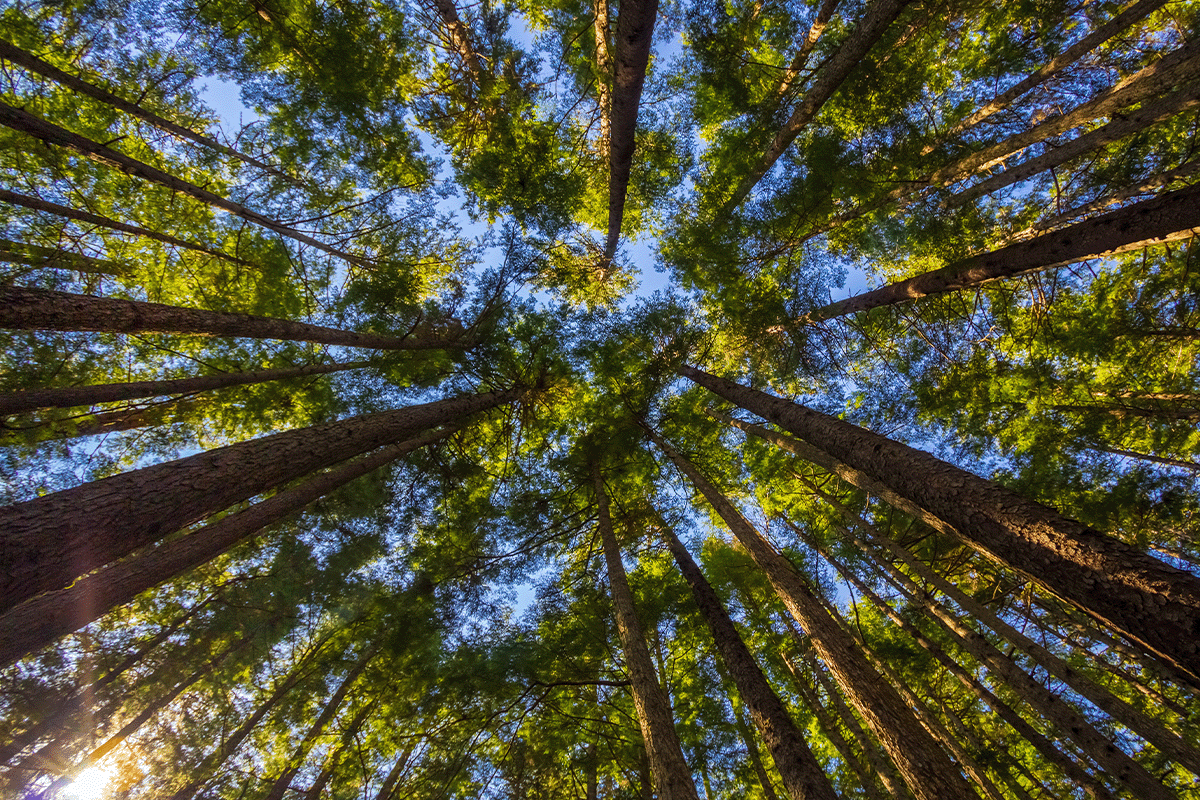 The 10 largest forests in the world_Sitka Spruce in Alaska_visual 7