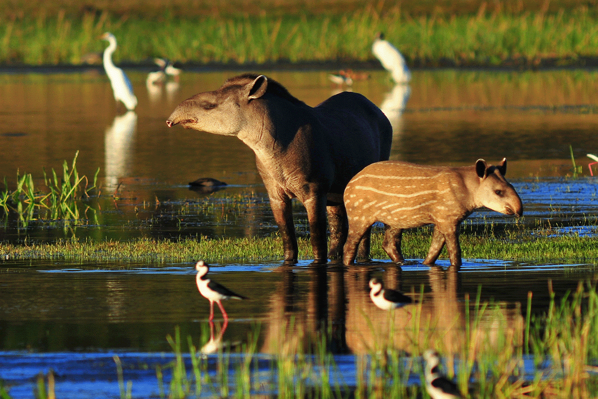 The 10 largest forests in the world_Tapir mother with a baby_visual 9