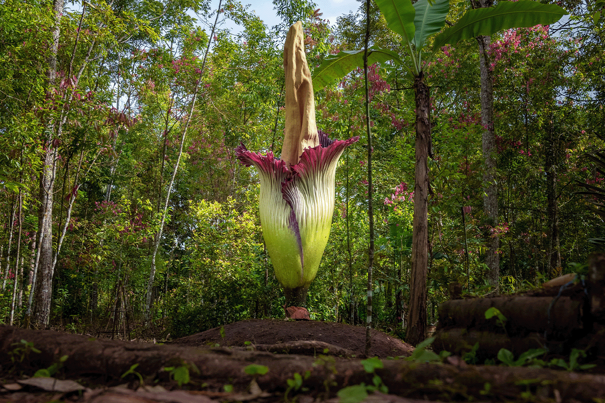 10 hutan terbesar di dunia_bunga raksasa Amorphophallus titanum di dalam hutan_visual 8
