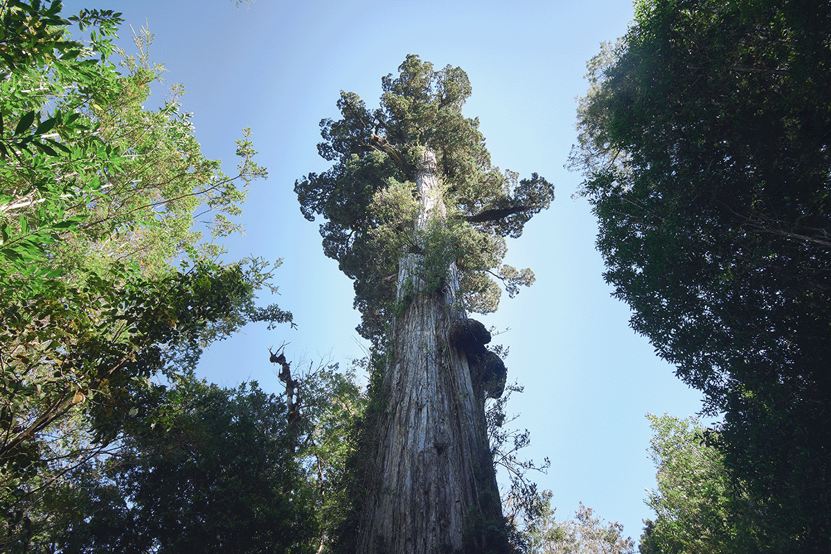 10 hutan terluas di dunia_milenial Alerce tree_visual 6