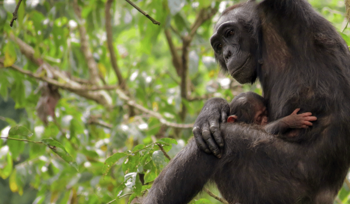 The Bulindi Chimpanzee Project shines on Planet Earth III_Female bulindi chimpanzee feeding her baby on a tree_featured