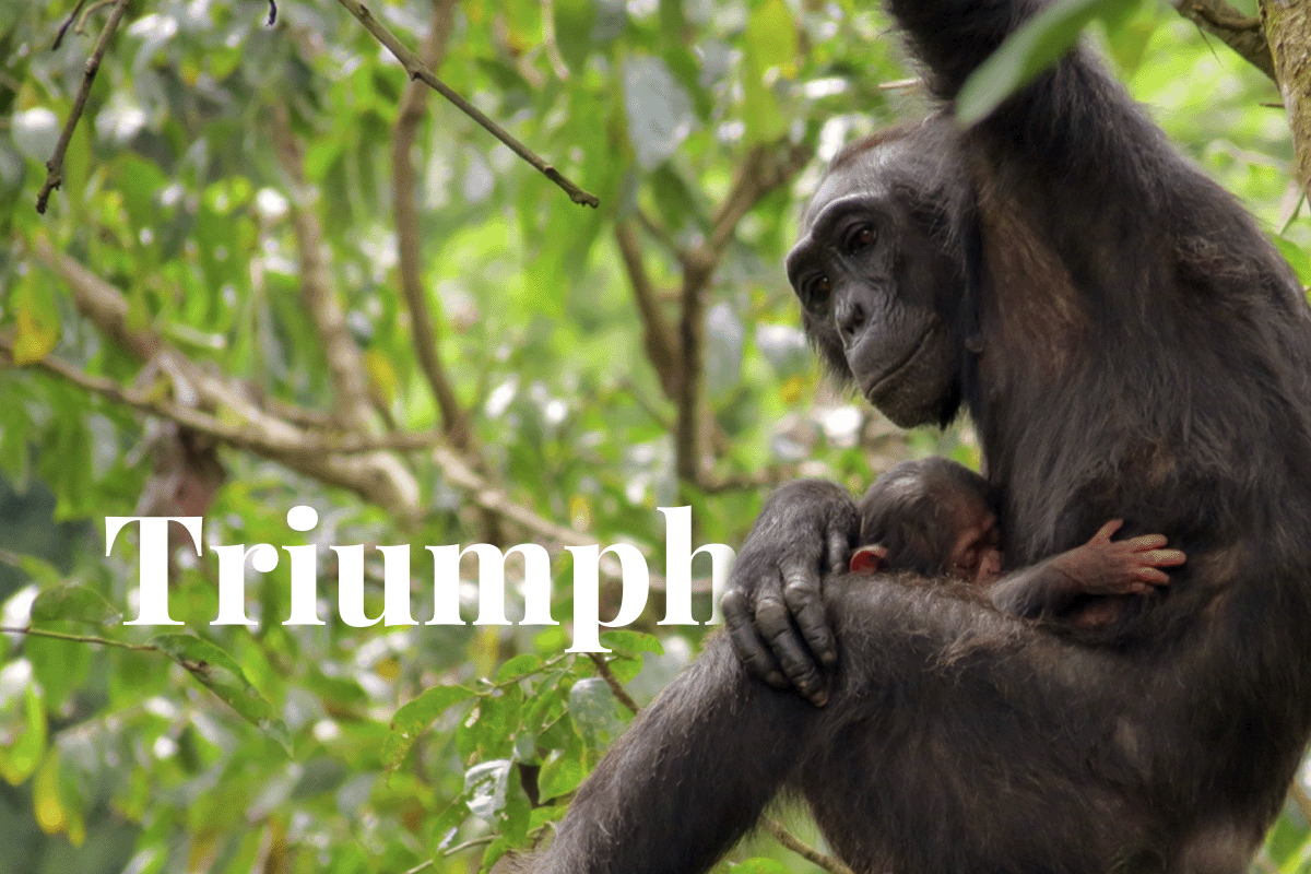The Bulindi Chimpanzee Project shines on Planet Earth III_Female bulindi chimpanzee feeding her baby on a tree_visual 1