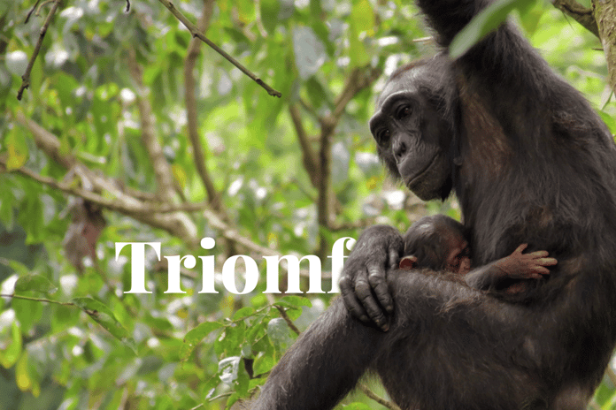 The Bulindi Chimpanzee Project shines on Planet Earth III_Female bulindi chimpanzee feeding her baby on a tree_visual 1_NL