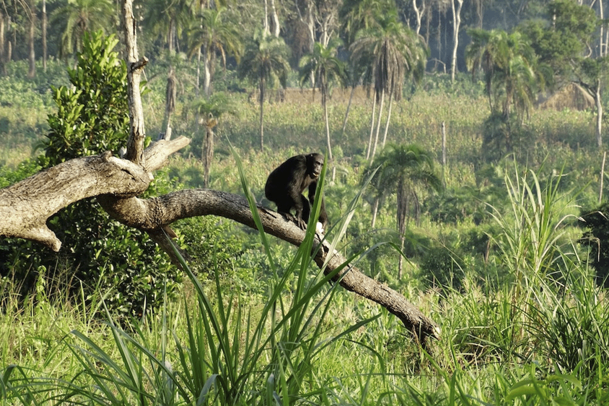 The Bulindi Chimpanzee Project shines on Planet Earth III_view on a bulindi chimpanzee sitting on a tree in a forest_visual 7