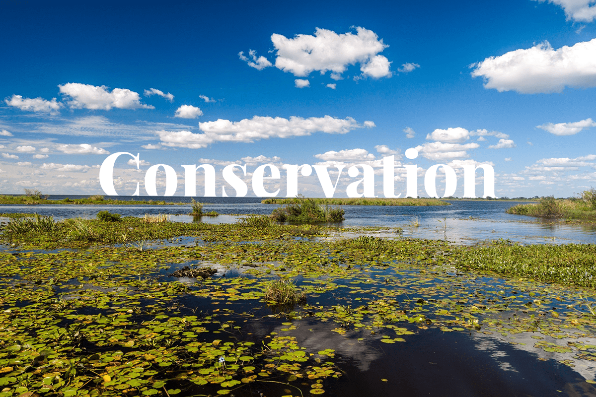 The Importance of Conserving Earths Wetlands for a Sustainable Future_visual 1
