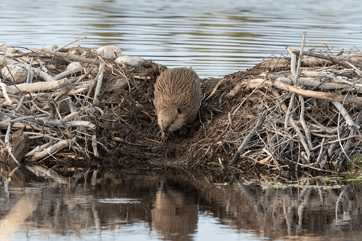 The Importance of Conserving Earths Wetlands for a Sustainable Future_visual 2