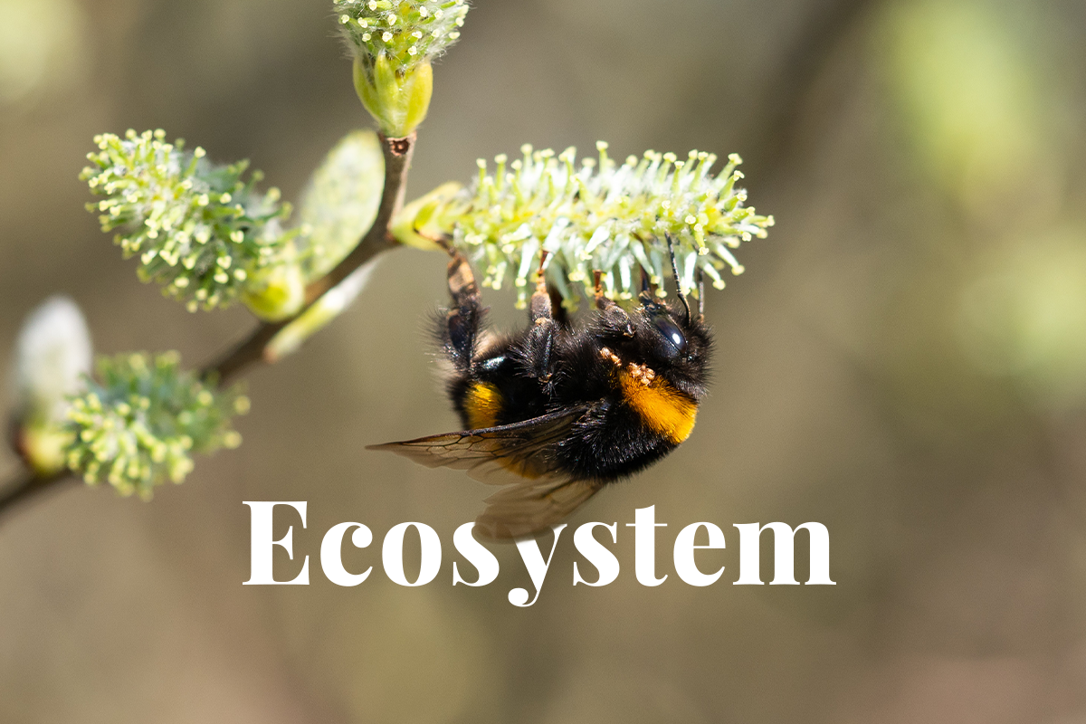 The Importance of Forests in Bumble Bee Biology and Conservation_visual 1