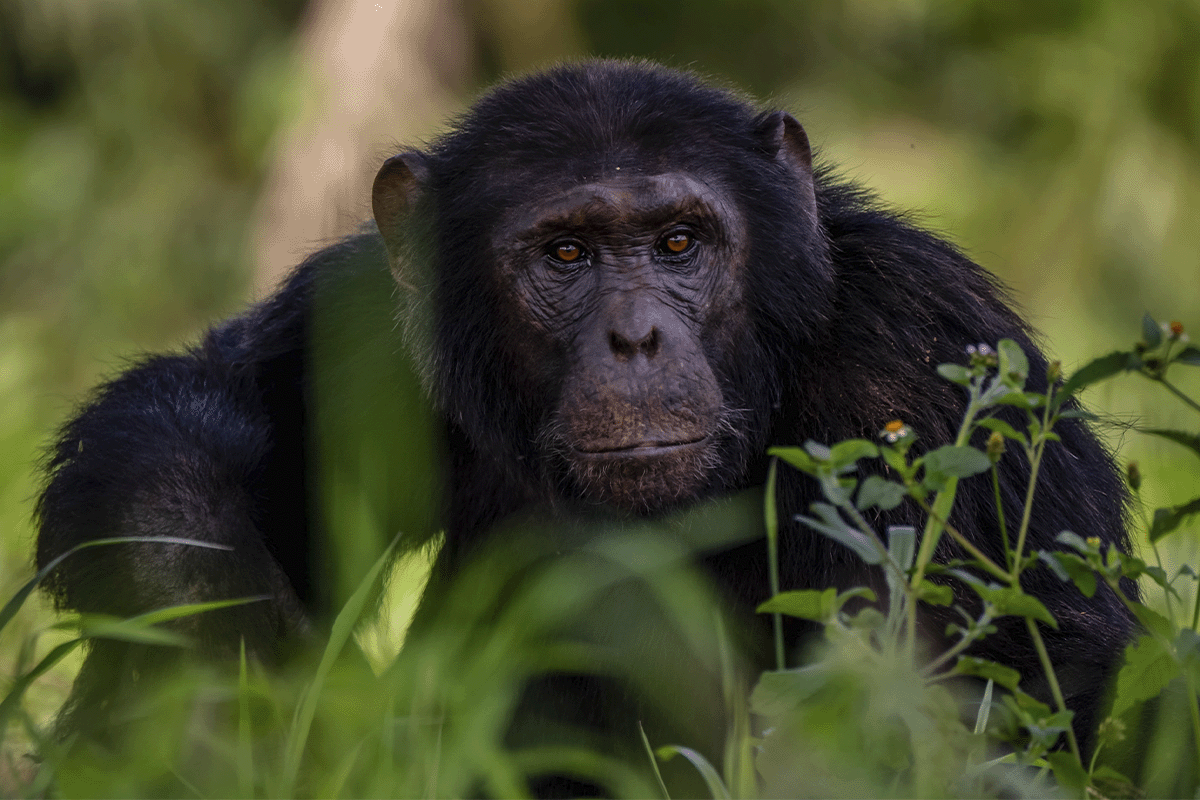 Chimp Science The Science Based Targets initiative and carbon offsetting: striking ...