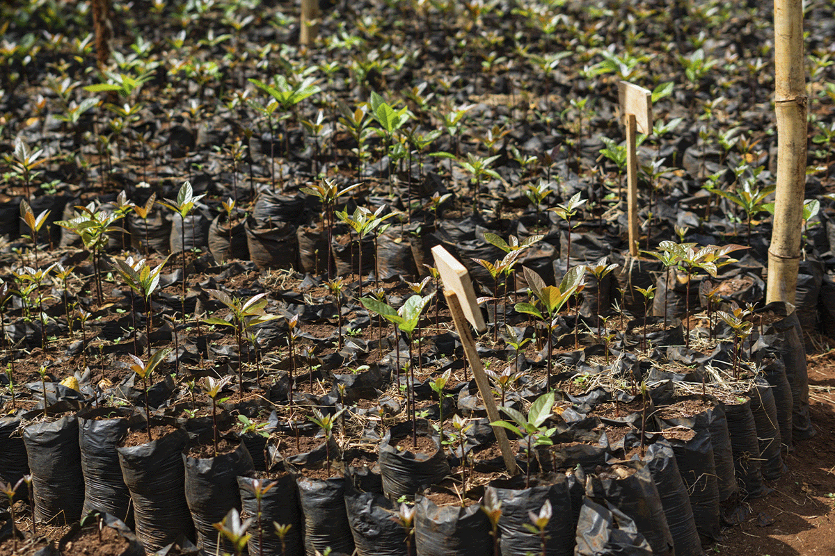 The benefits of nature-based solutions for businesses_Close up of seedlings in a tree nursery in Kenya_visual 3
