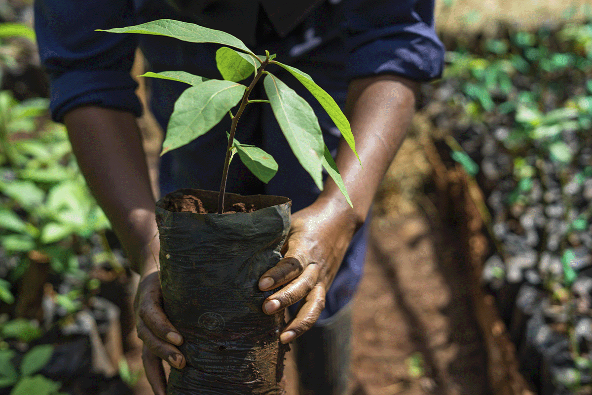 The benefits of nature-based solutions for businesses_Close up on na local holding a tree seedling in a tree nursery in Kenya_visual 7