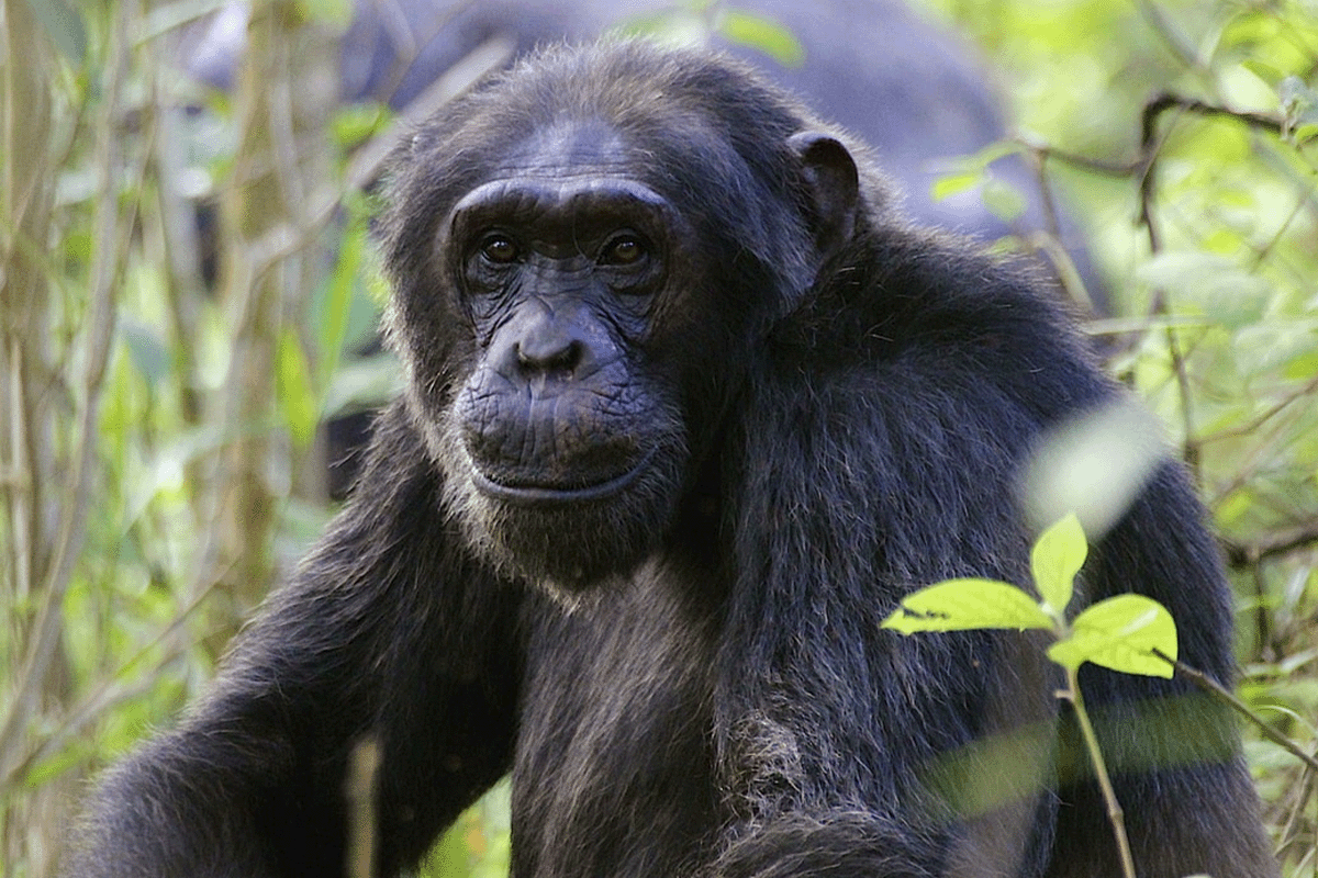 The benefits of nature-based solutions for businesses_Portrait of Bulindi chimpanzee_visual 4