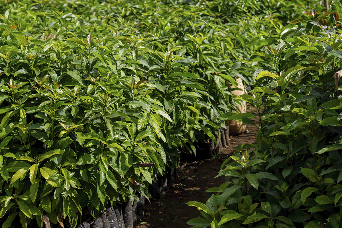 The carbon-neutral future of commercial real estate_Tree seedlings in a nursery_visual 5
