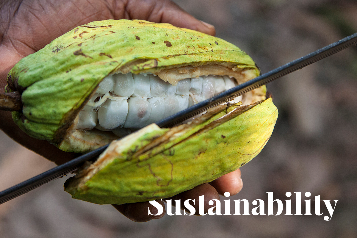 The deforestation in Ghana  causes and solutions_visual 1