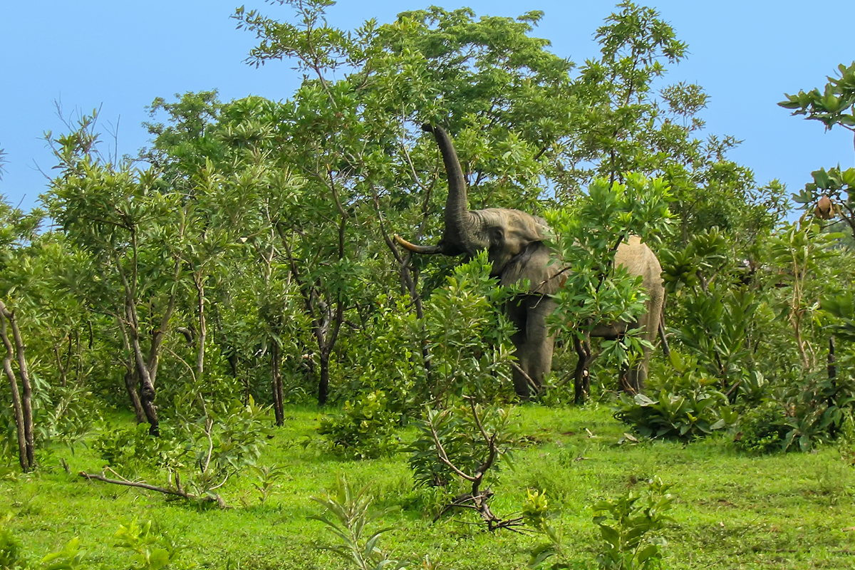 The deforestation in Ghana  causes and solutions_visual 2