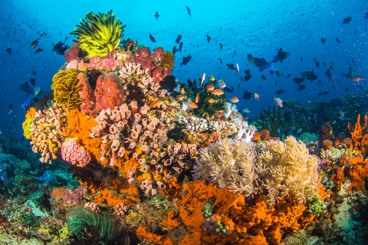The importance of biodiversity for healthy ecosystems and human life_visual 2